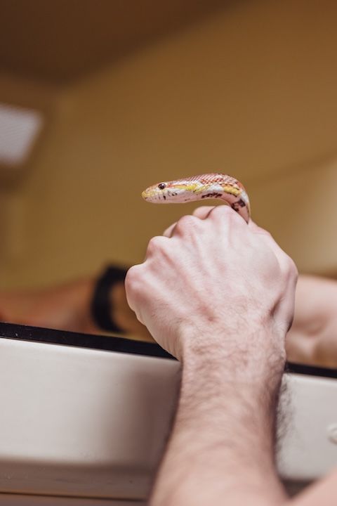 Une personne tient un serpent dans sa main.