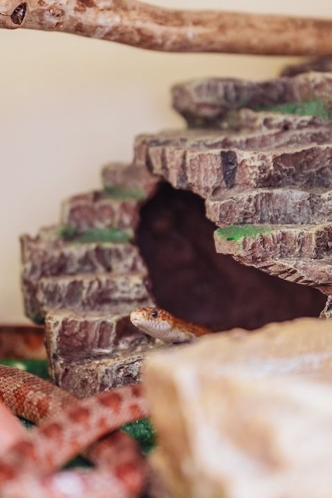 Un gros plan d'un serpent assis sur un rocher.