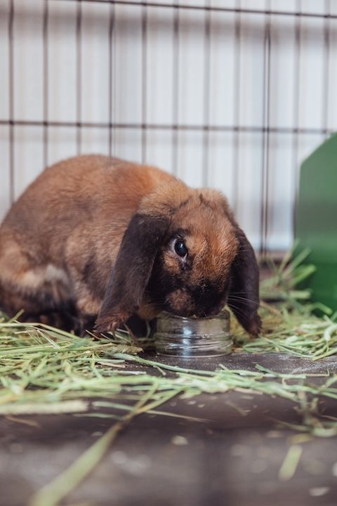 Un lapin brun boit de l'eau dans un bol dans une cage.