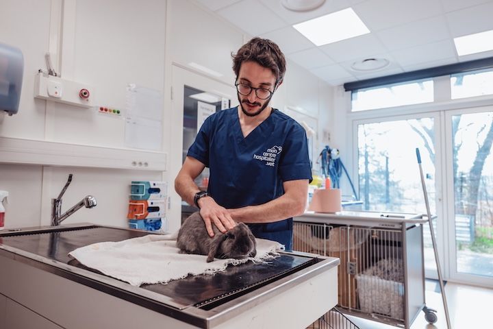 Un vétérinaire examine un lapin sur une table dans une clinique vétérinaire.