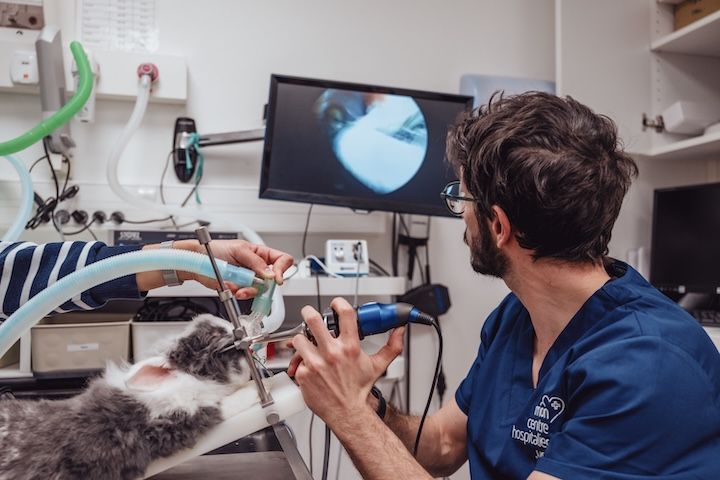 Un vétérinaire examine l'oreille d'un chat avec un endoscope.