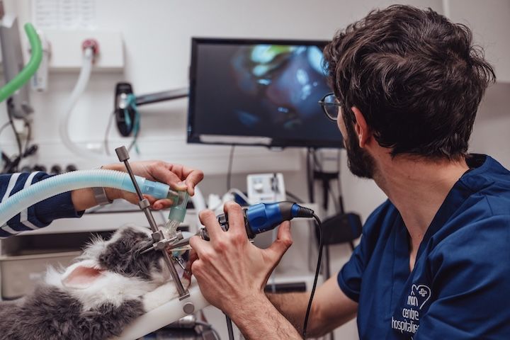 Un vétérinaire examine les dents d'un chat dans une clinique vétérinaire.