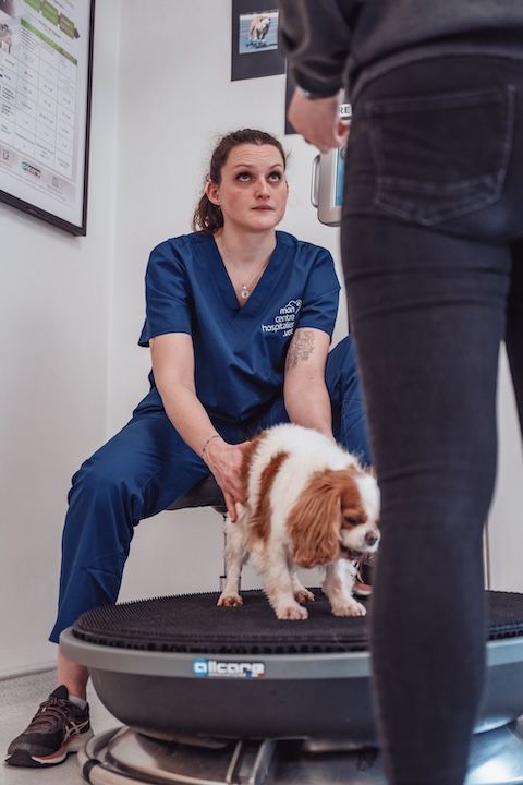 Une femme est assise sur une chaise à côté d'un chien.