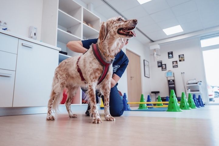 Une personne est agenouillée à côté d'un chien dans une pièce.