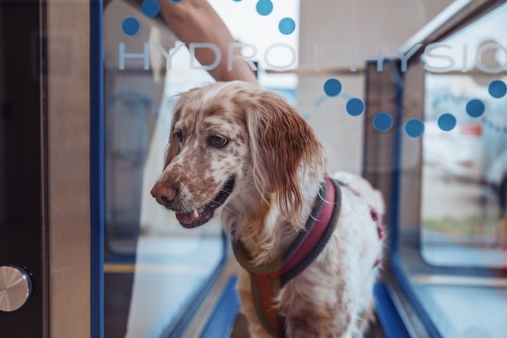Un chien marche sur un tapis roulant dans une salle de sport.