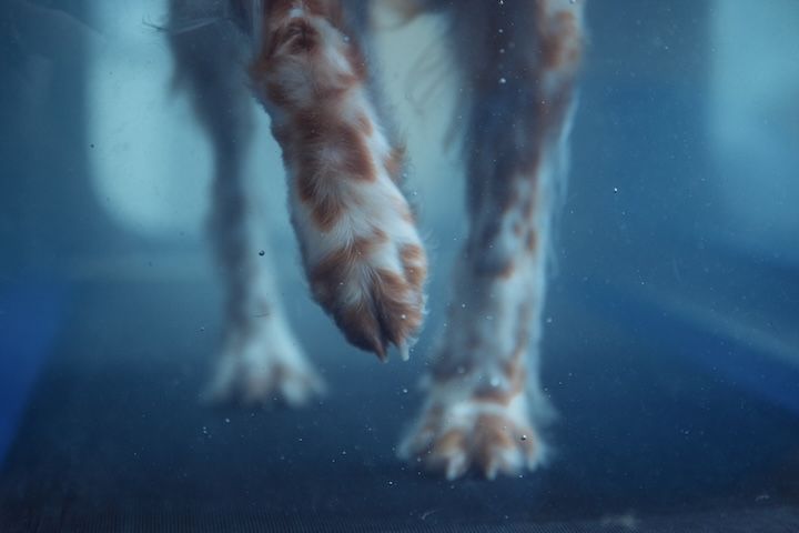 Un gros plan des pattes d'un chien dans l'eau.