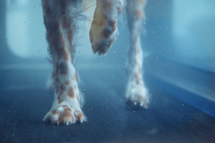 Un gros plan des pattes d'un chien dans l'eau.