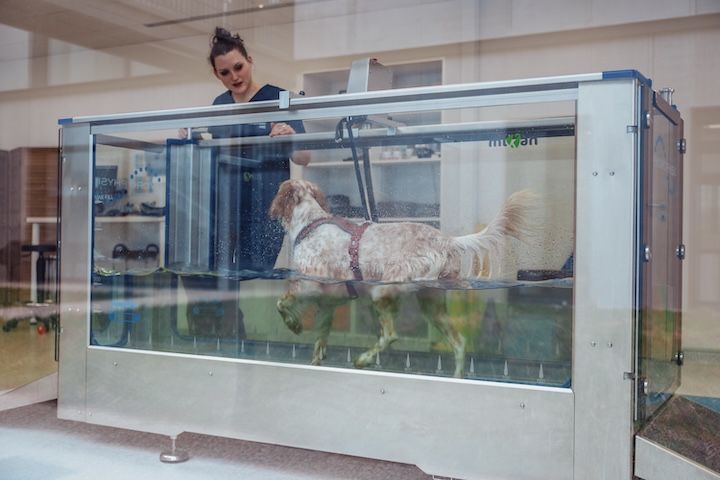 Une femme se tient à côté d'un chien sur un tapis roulant.