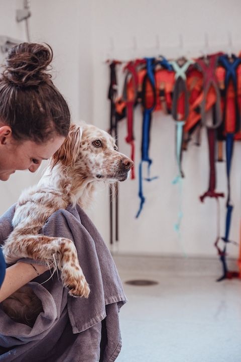 Une femme tient un chien enveloppé dans une serviette.
