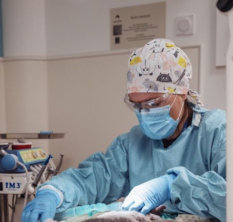 Un chirurgien opère un chat dans une salle d'opération.