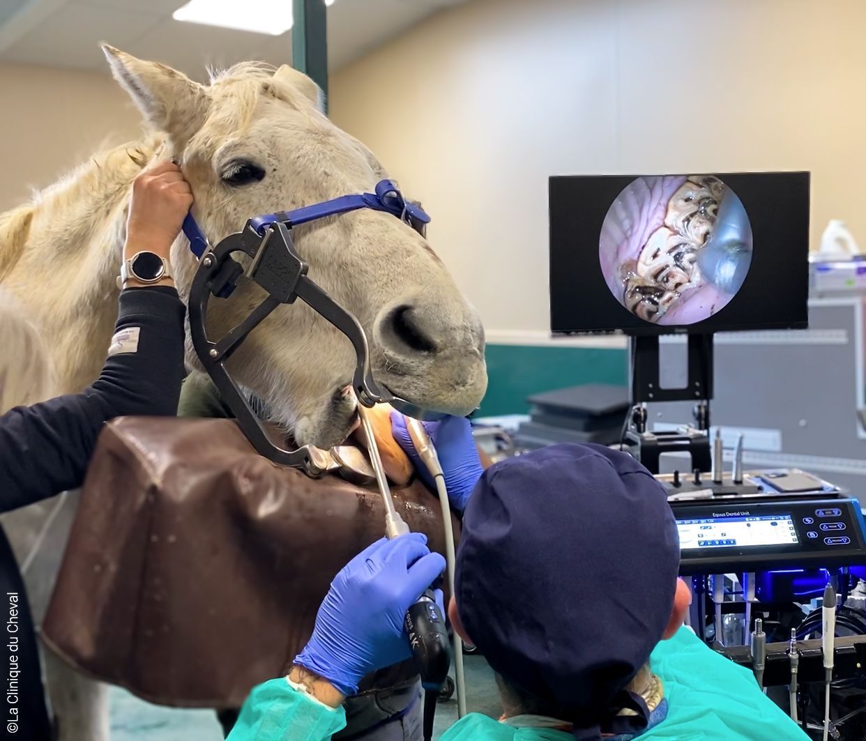 Un cheval est examiné par un vétérinaire
