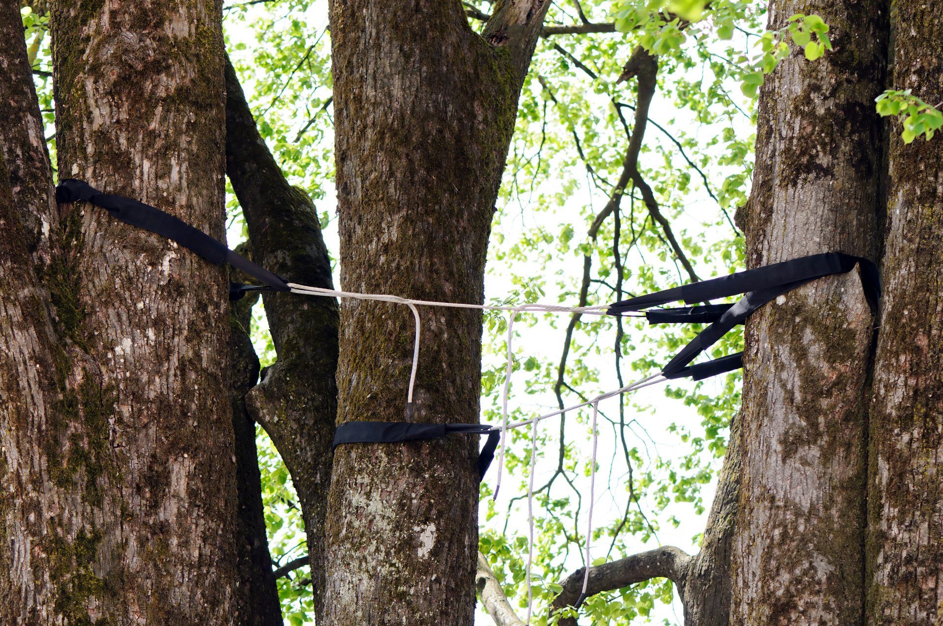 Professional tree cabling and bracing services being applied to support and strengthen a mature tree's branches, ensuring safety and longevity.