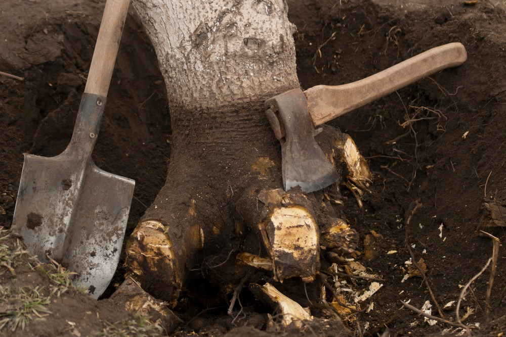 A walnut tree, undermined and uprooted, lies in a hole surrounded by chopped roots, with an ax and a shovel nearby, depicting the process of tree removal and uprooting.