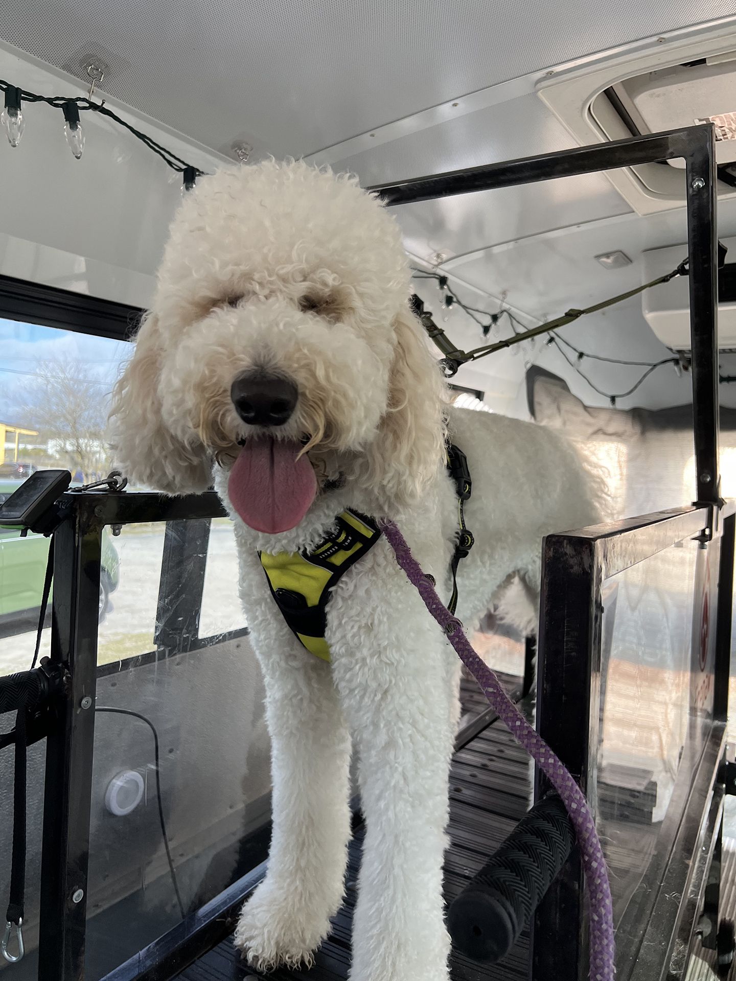 dog running on treadmill 1