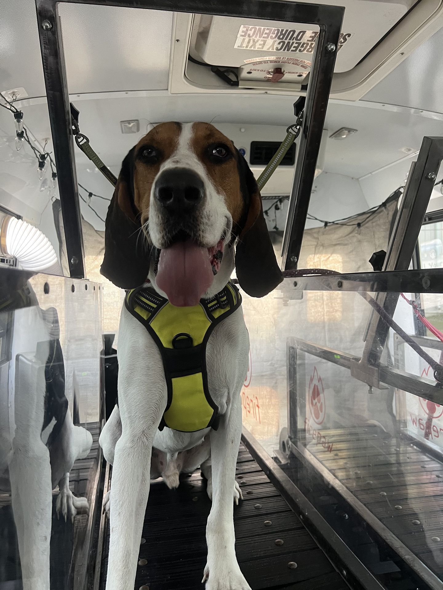 dog running on treadmill 2