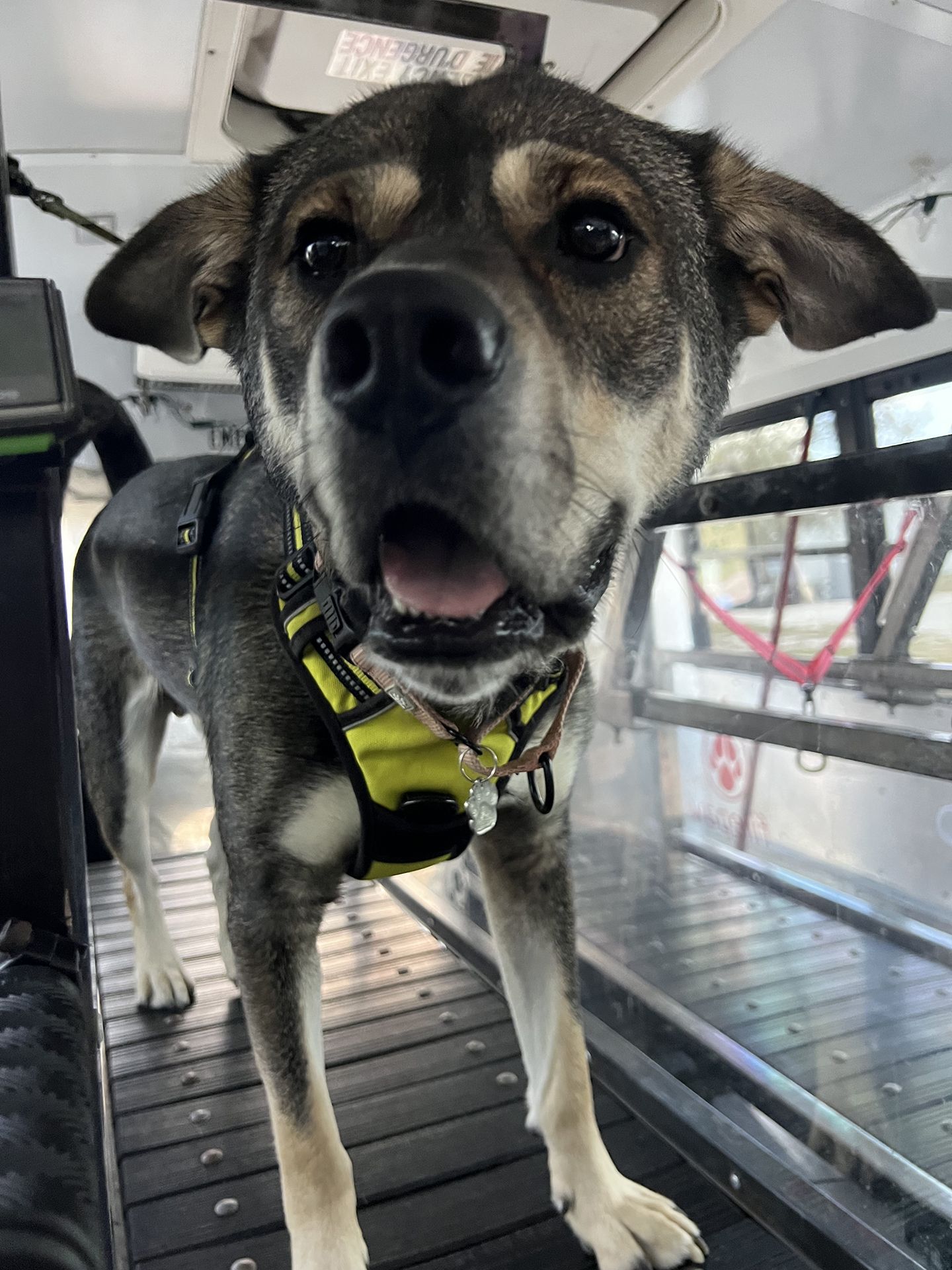 dog running on treadmill 3