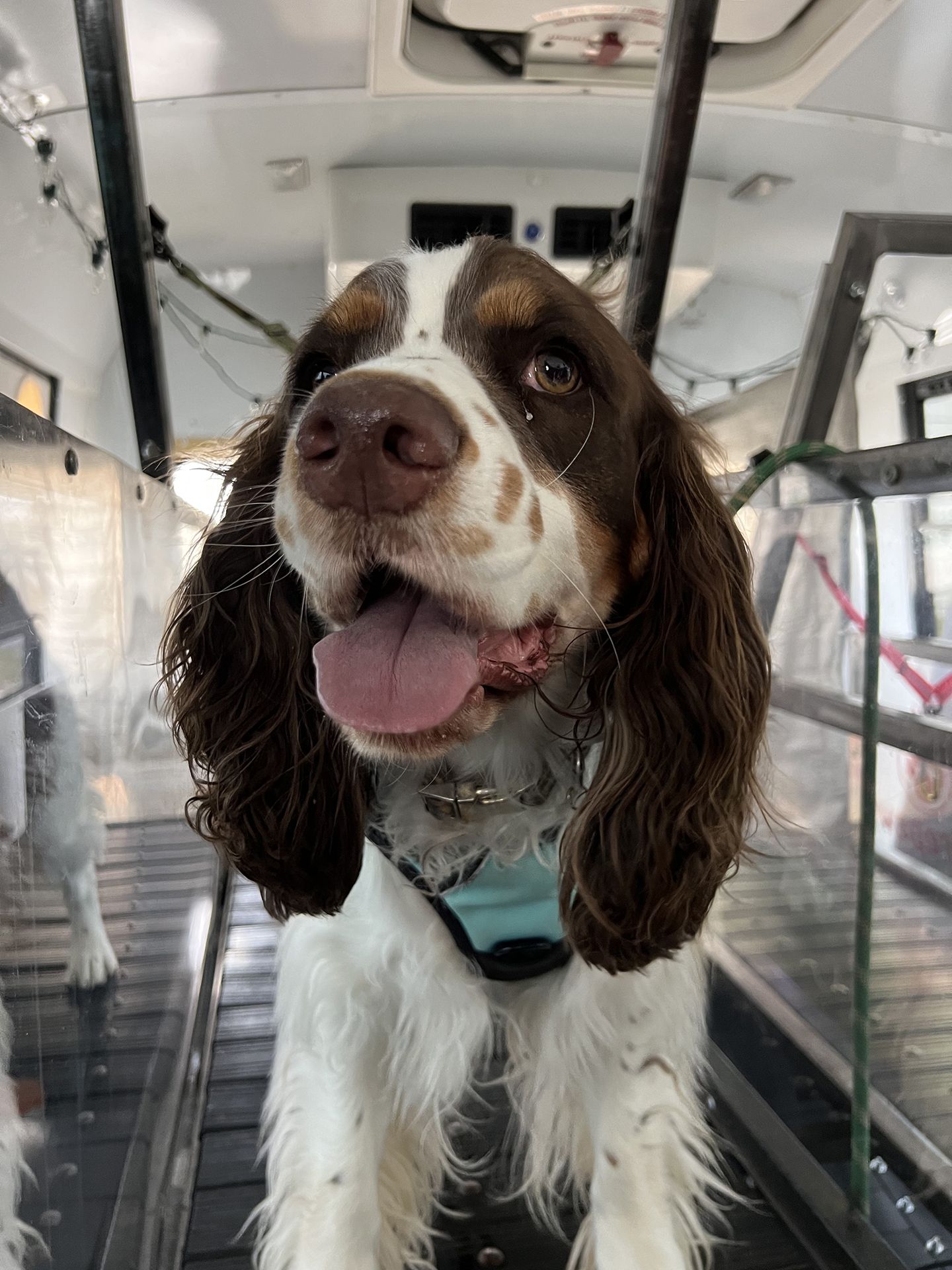 dog running on treadmill 4