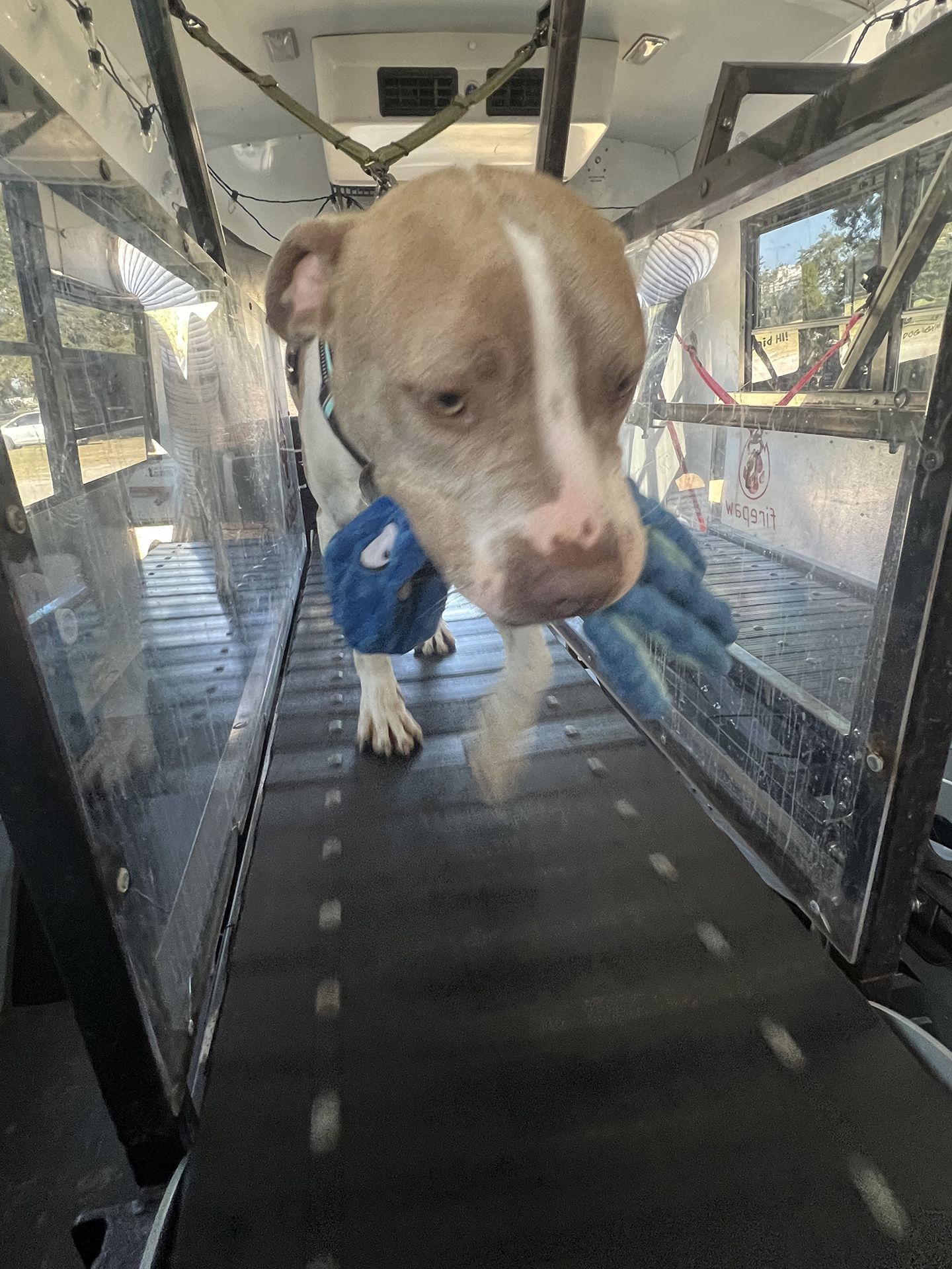 dog running on treadmill 1