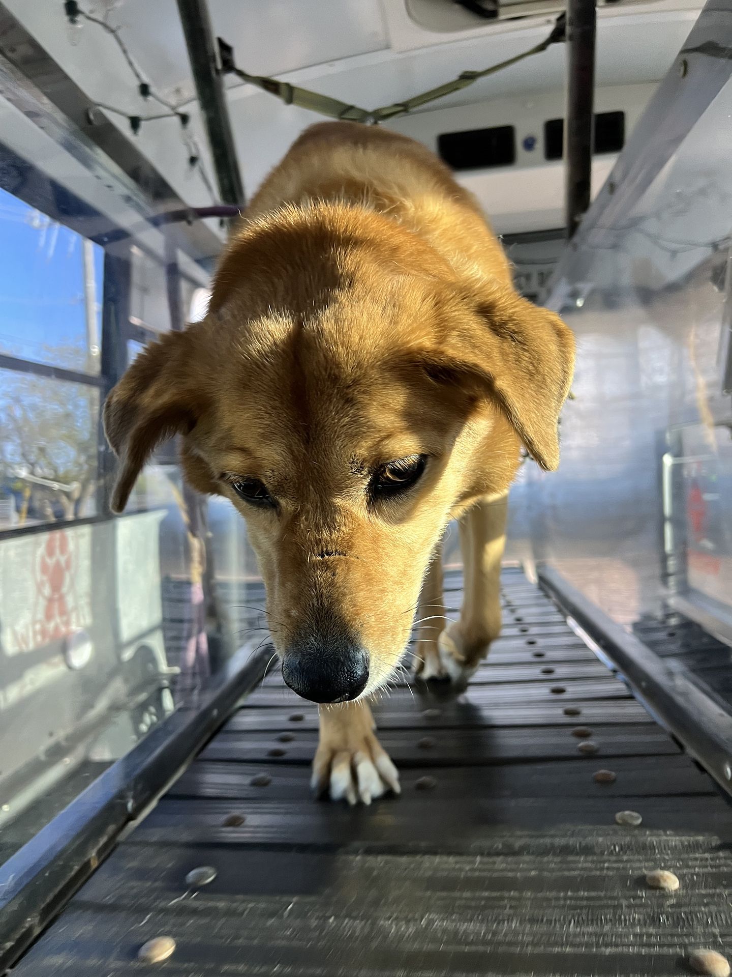 dog running on treadmill 2
