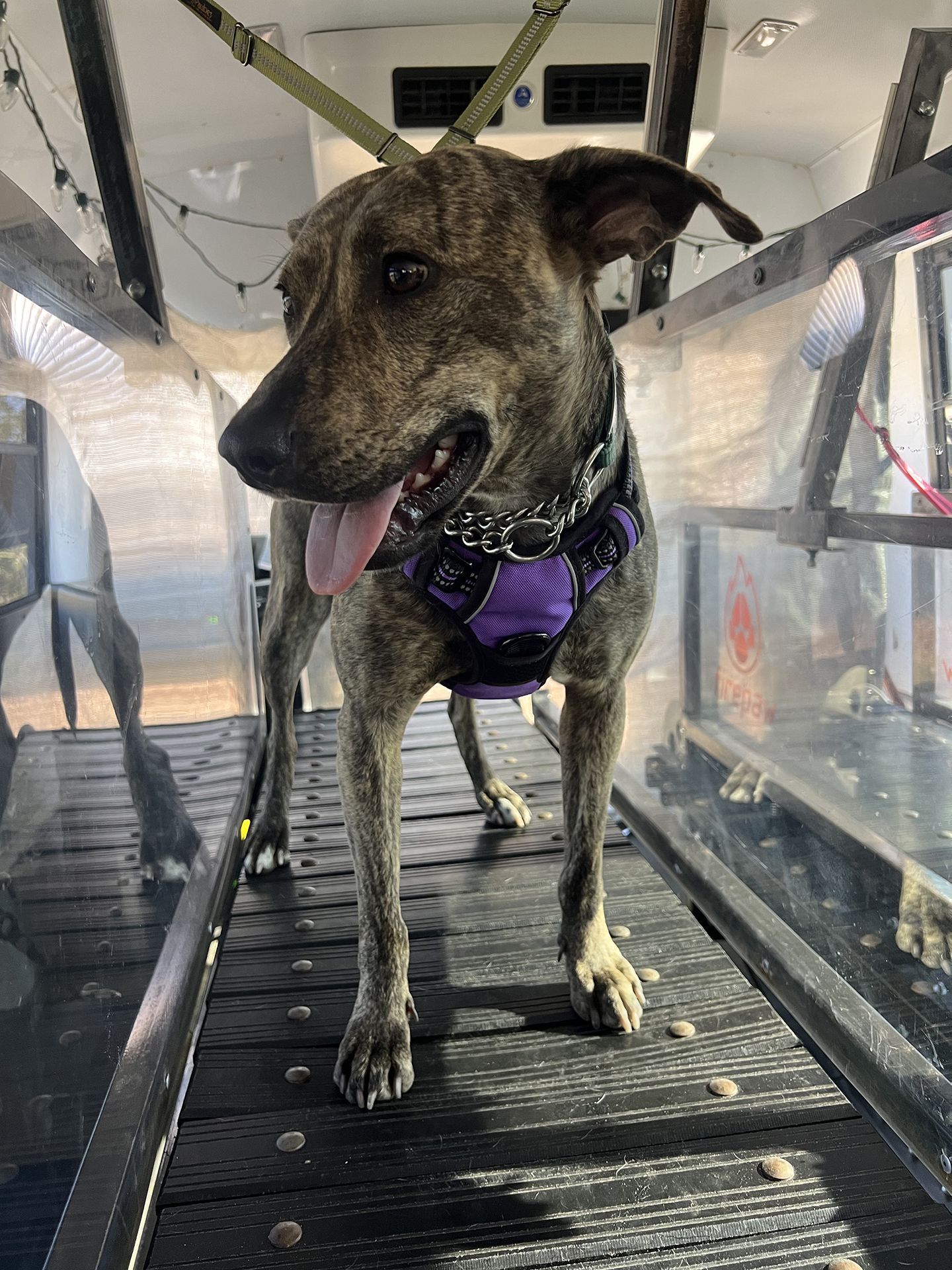 dog running on treadmill 3