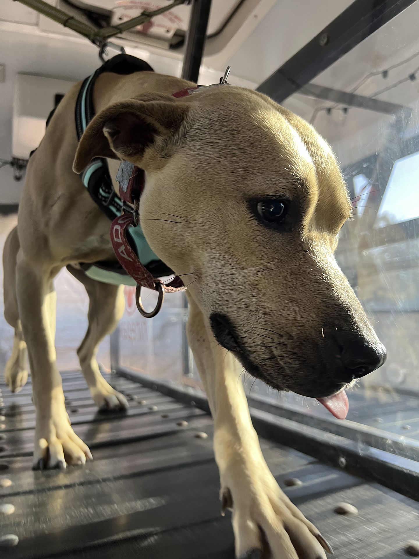 dog running on treadmill 1