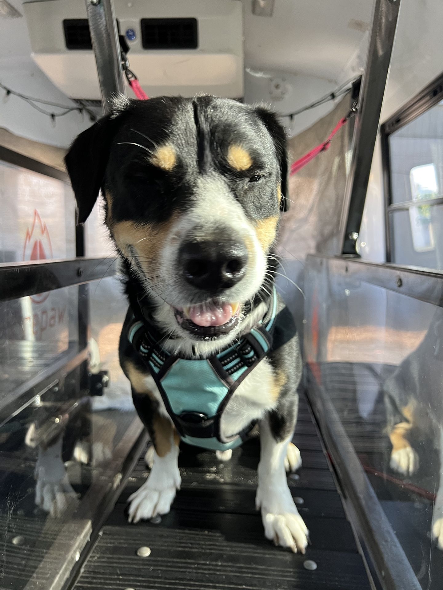 dog running on treadmill 1