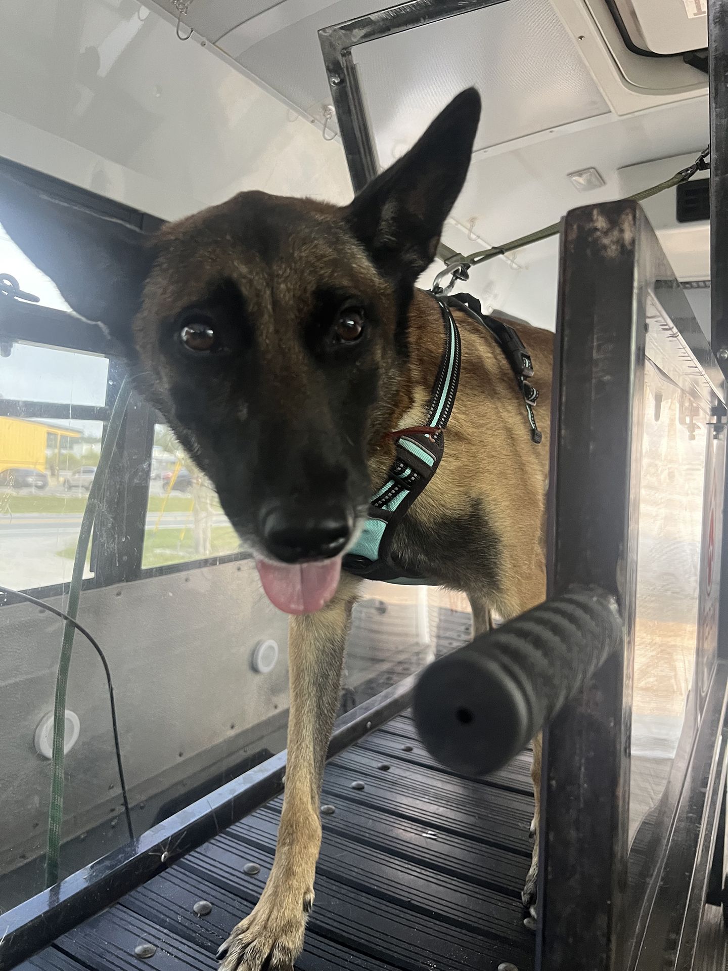 dog running on treadmill 3