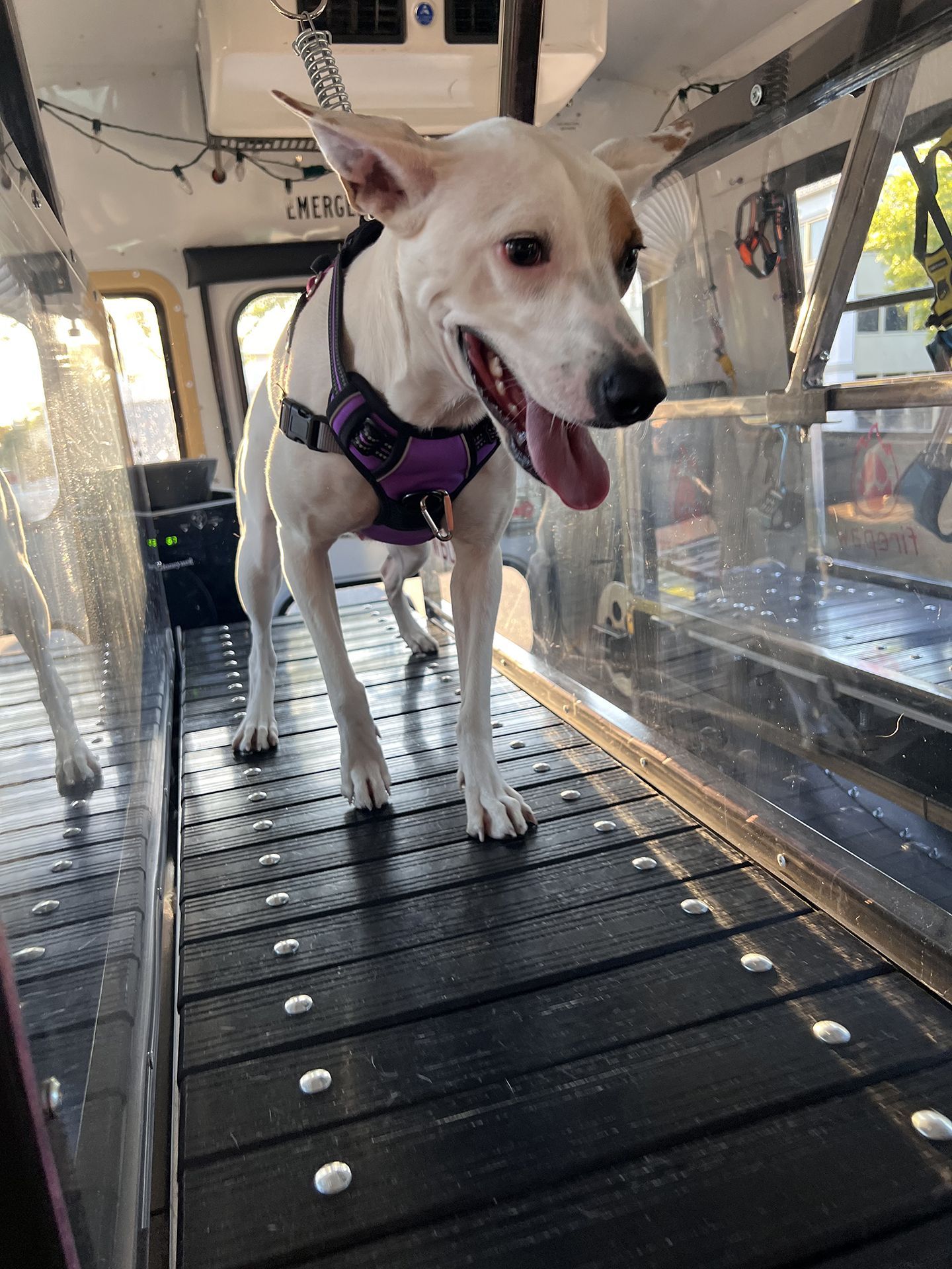 dog running on treadmill 1