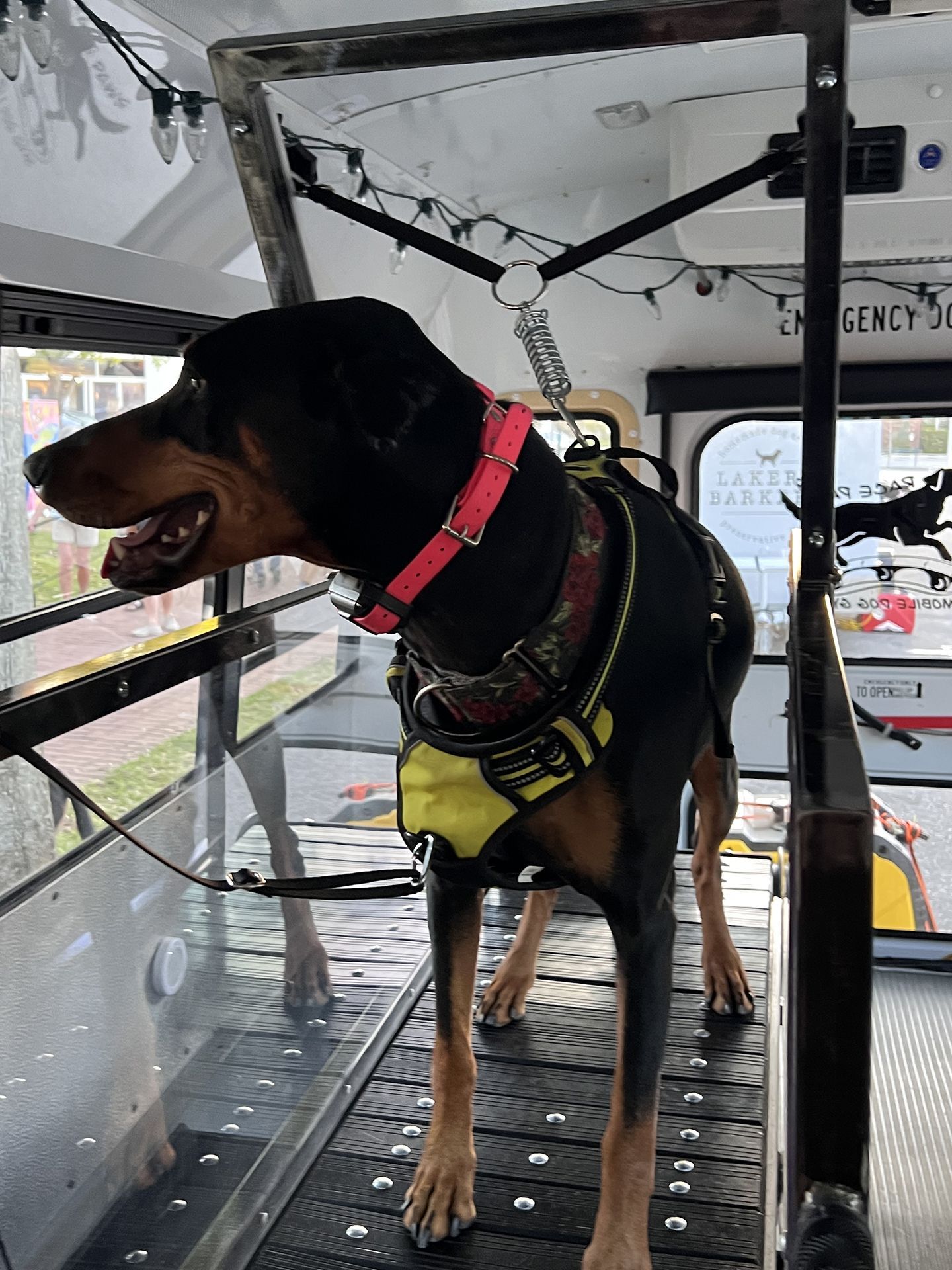 dog running on treadmill 6