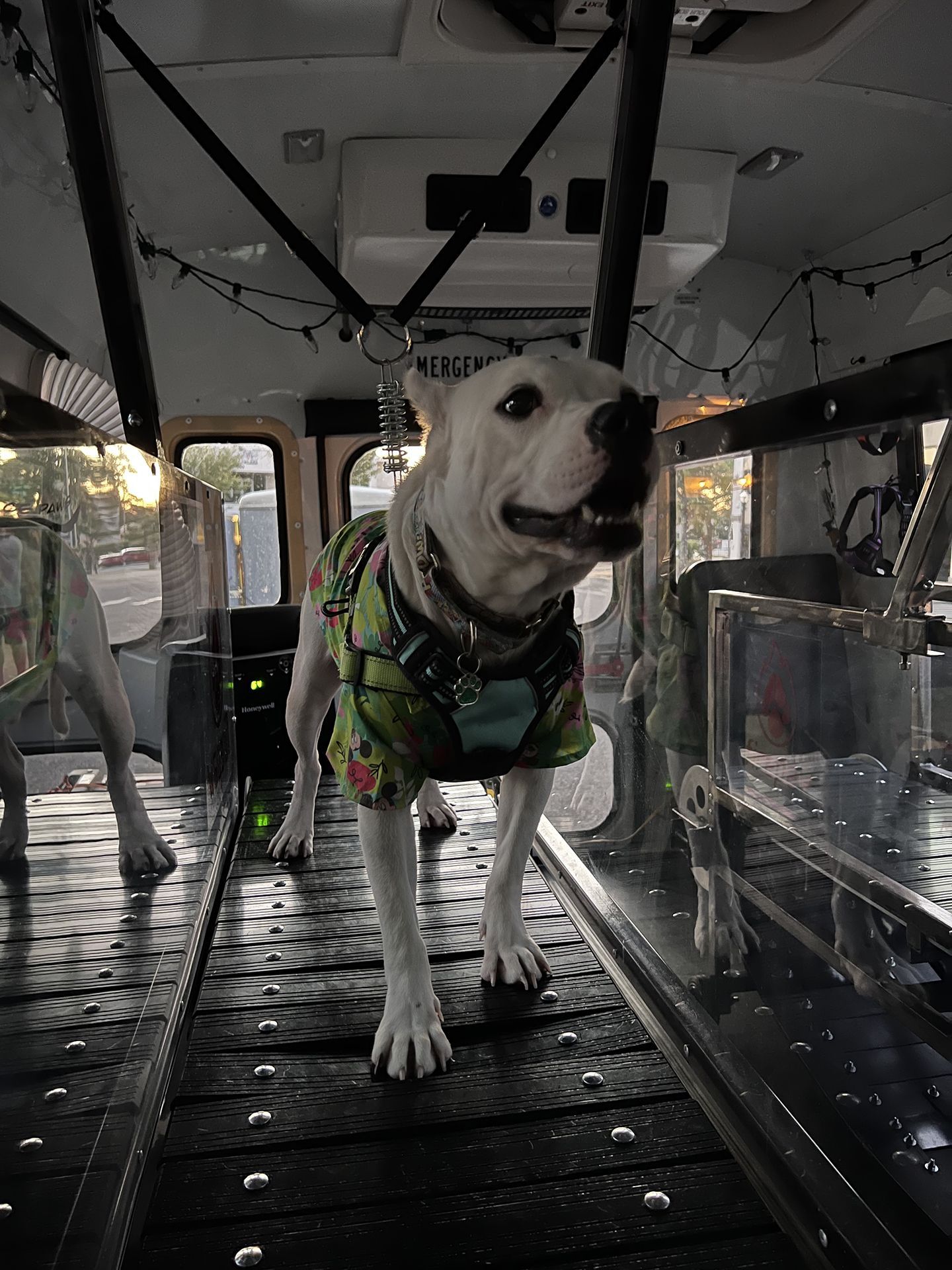 dog running on treadmill 7