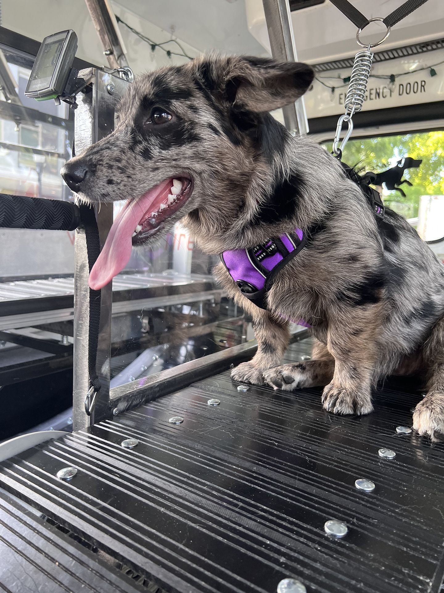 dog running on treadmill 8