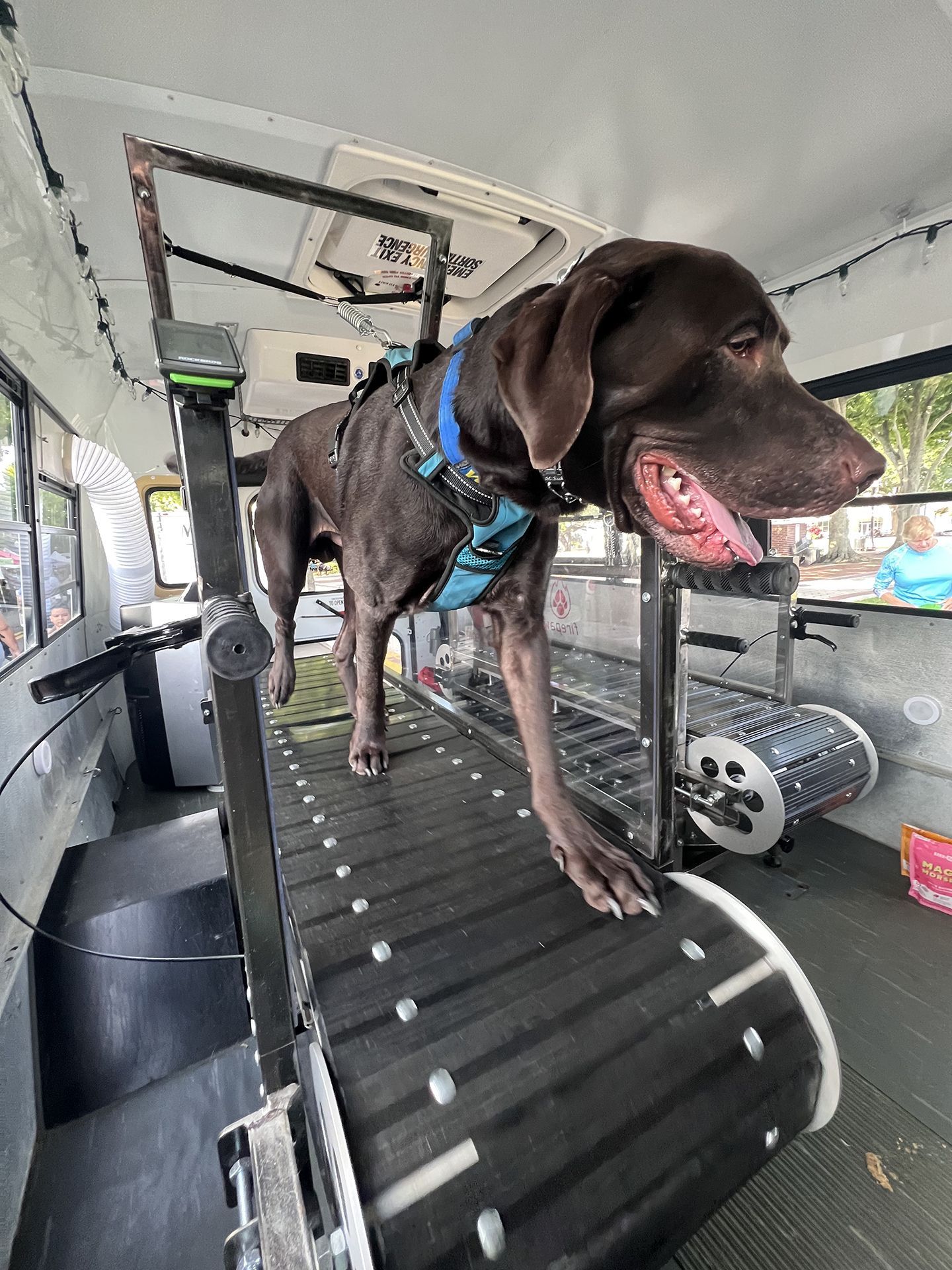dog running on treadmill 2