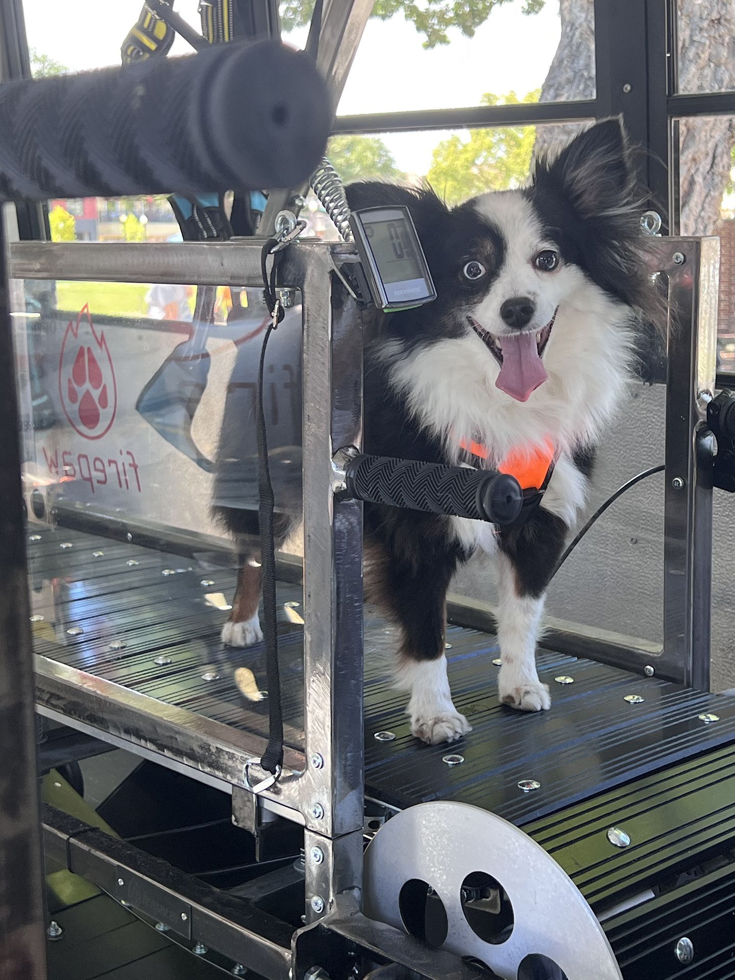 dog running on treadmill 4