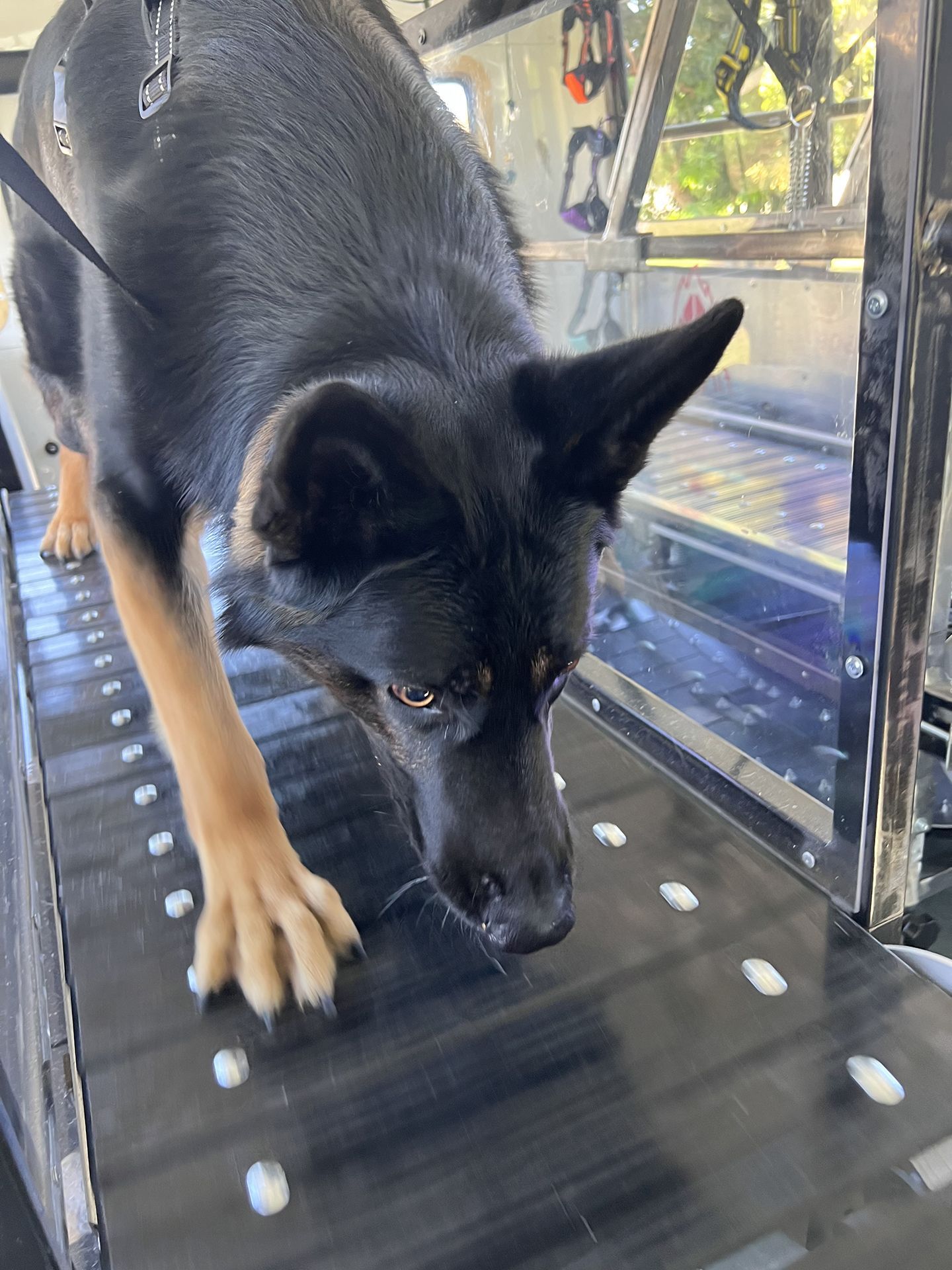 dog running on treadmill 2