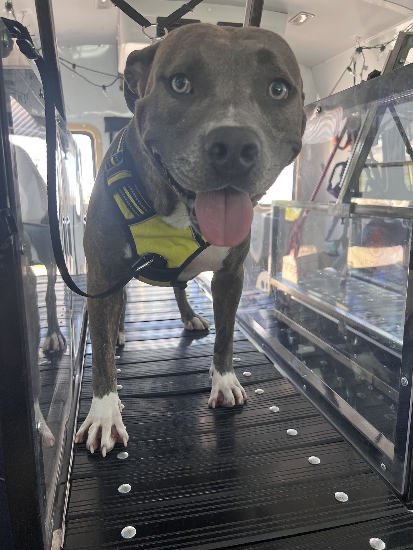 dog running on treadmill 3