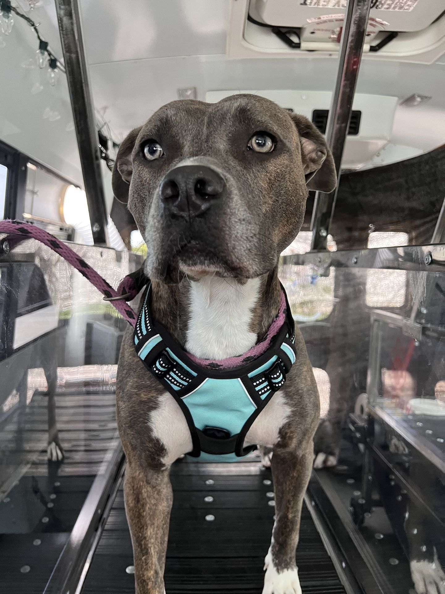 dog running on treadmill 4