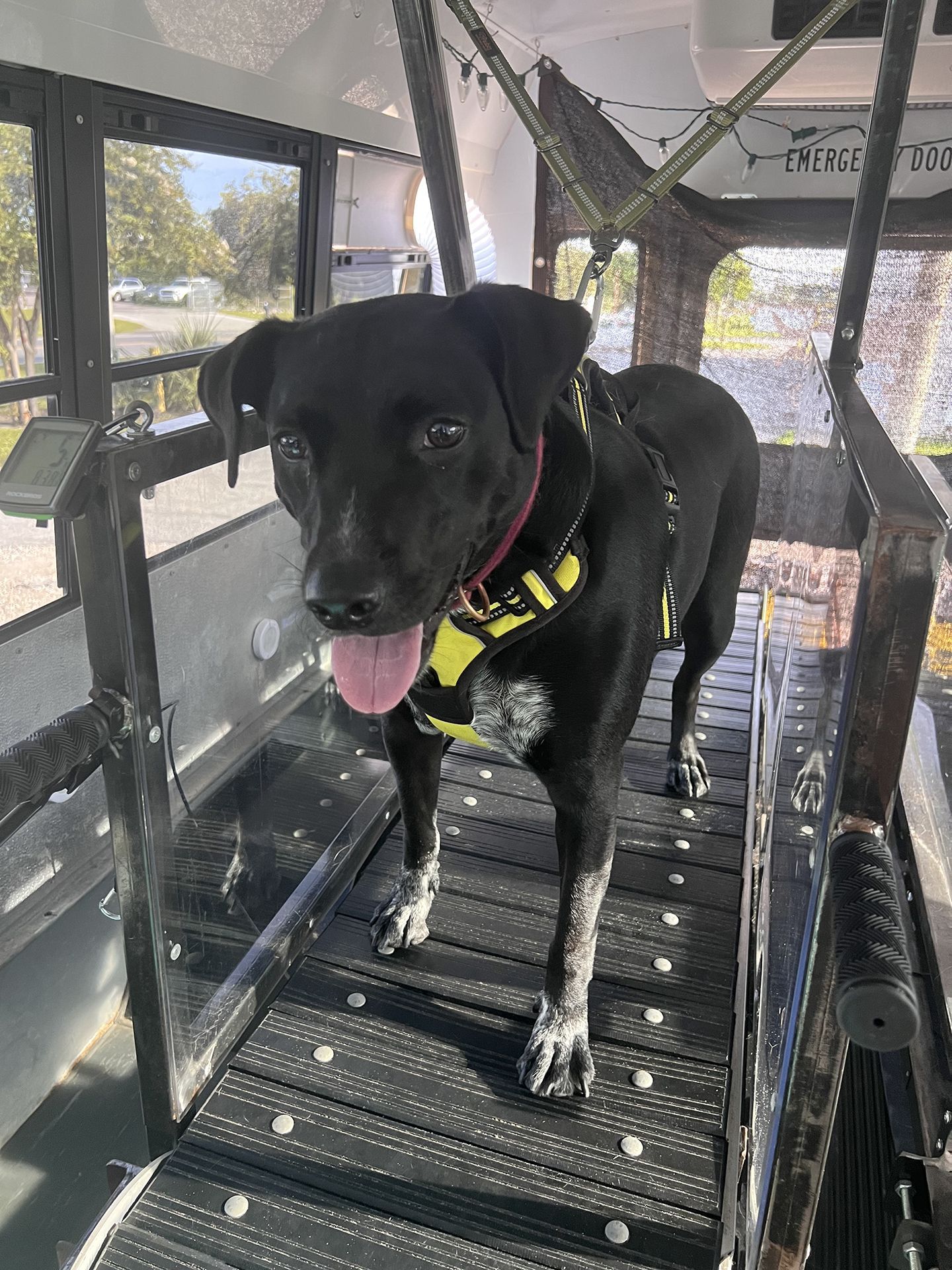 dog running on treadmill 1
