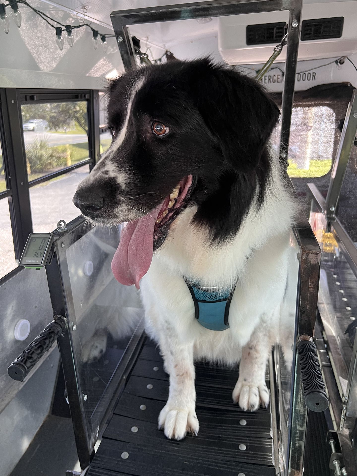 dog running on treadmill 2