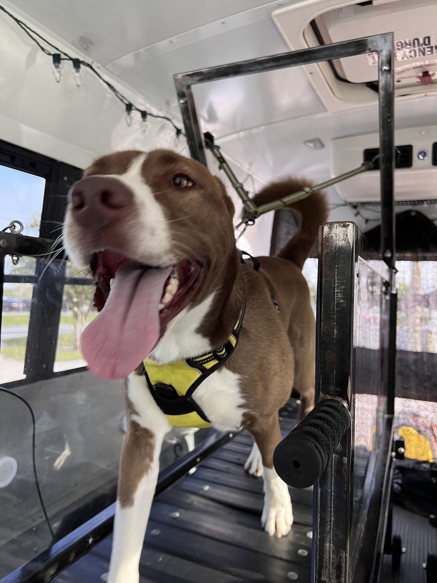dog running on treadmill 3