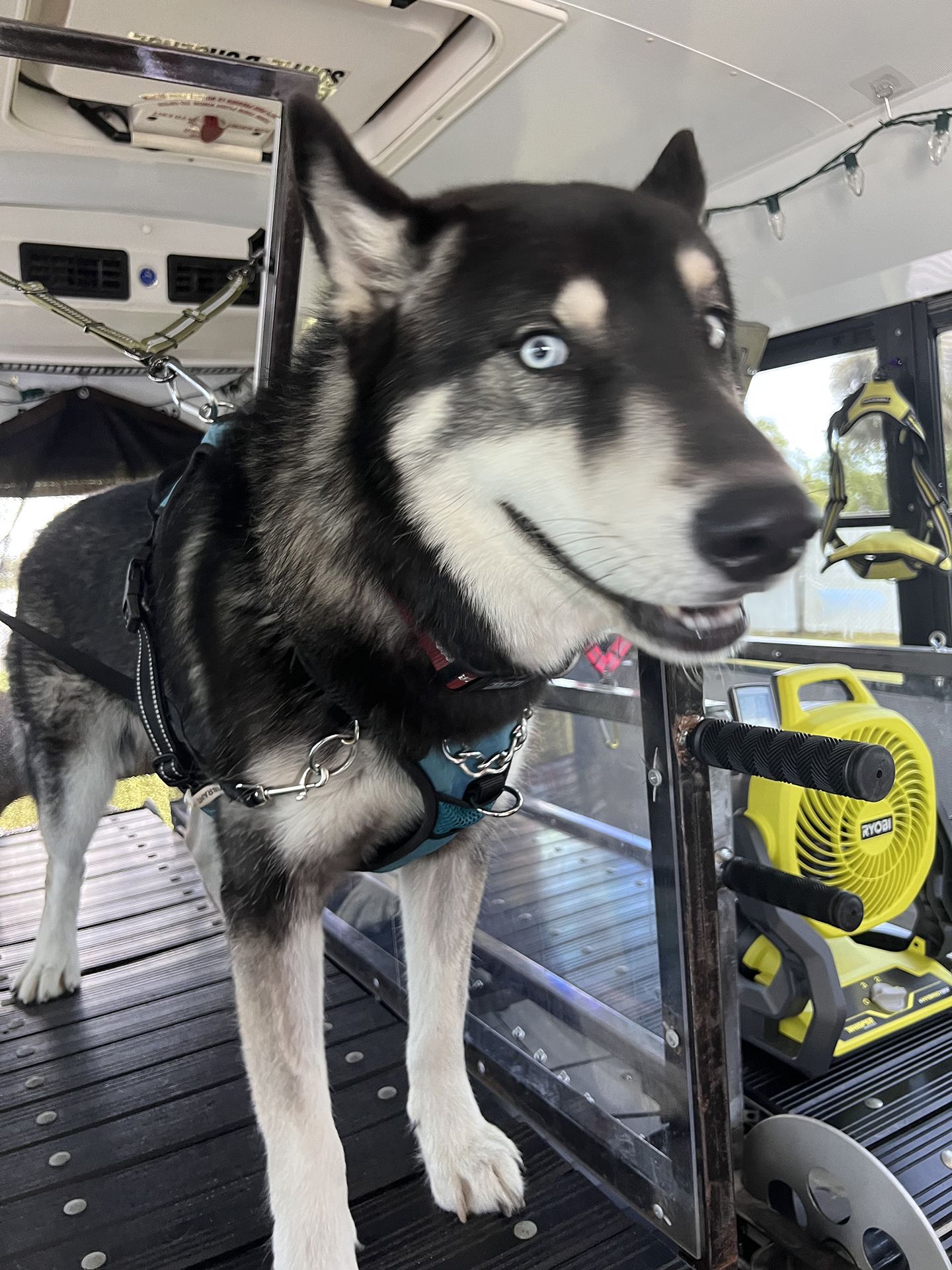 dog running on treadmill 4