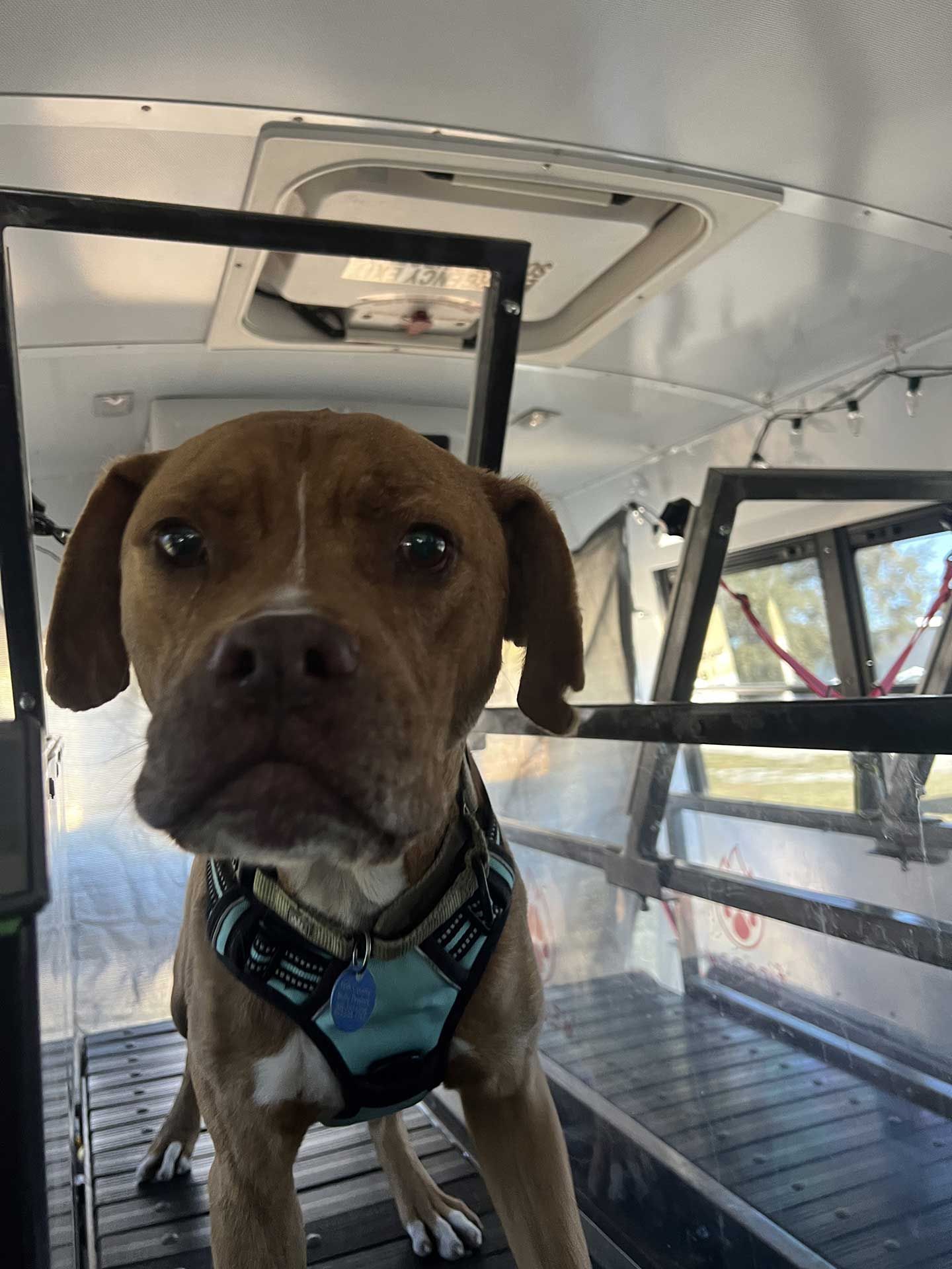 dog running on treadmill 9