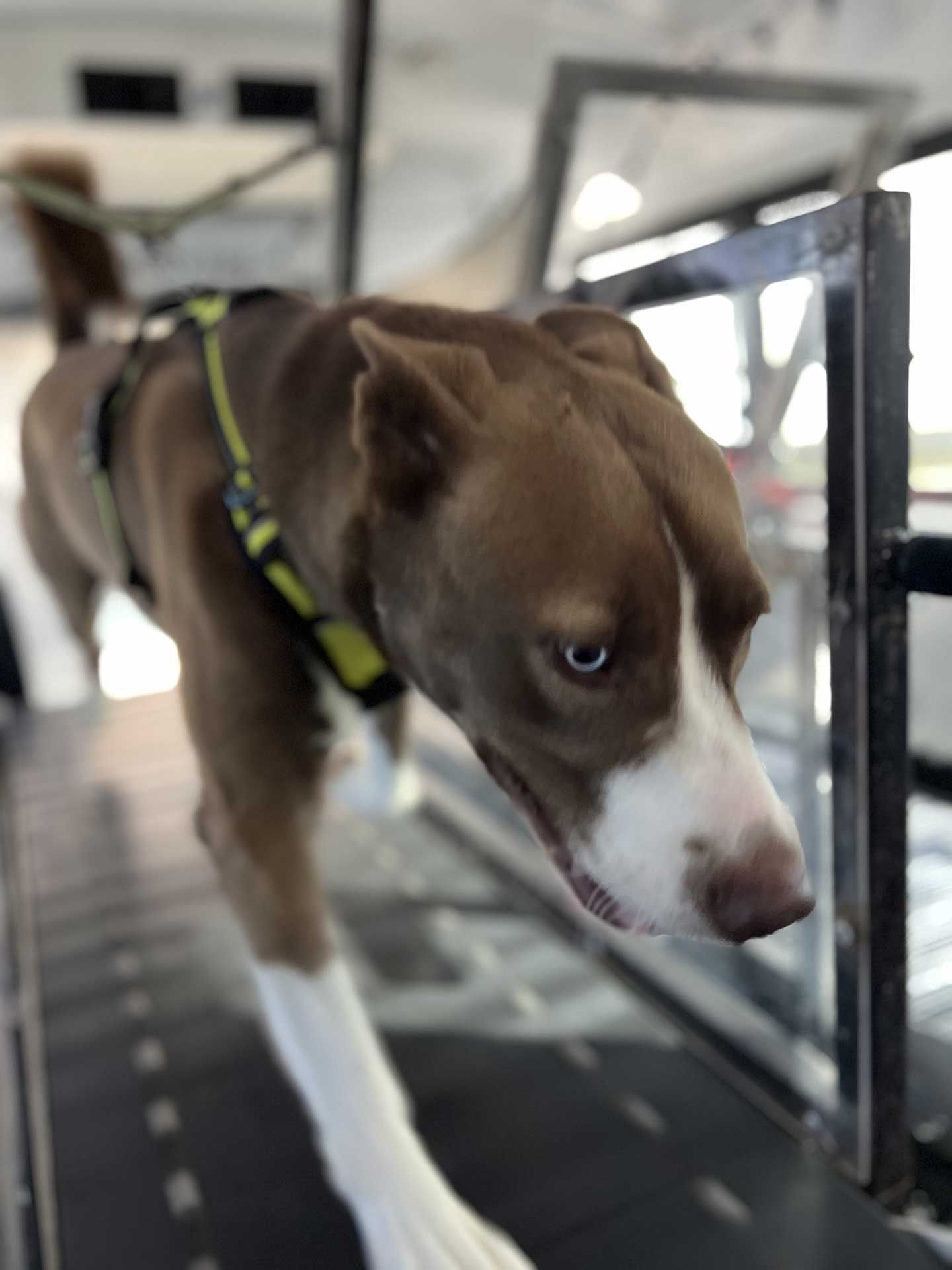 dog running on treadmill 10