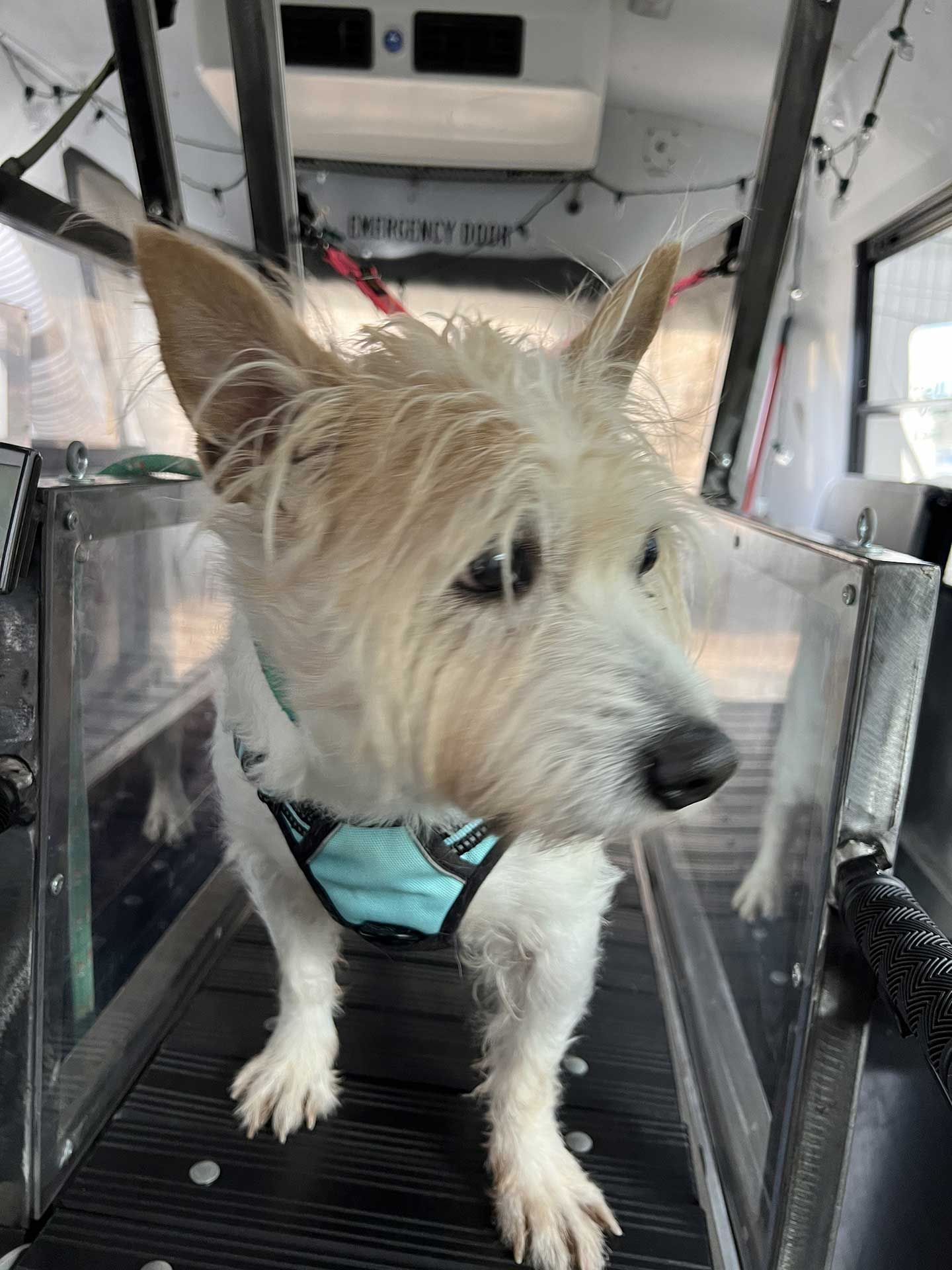 dog running on treadmill 11