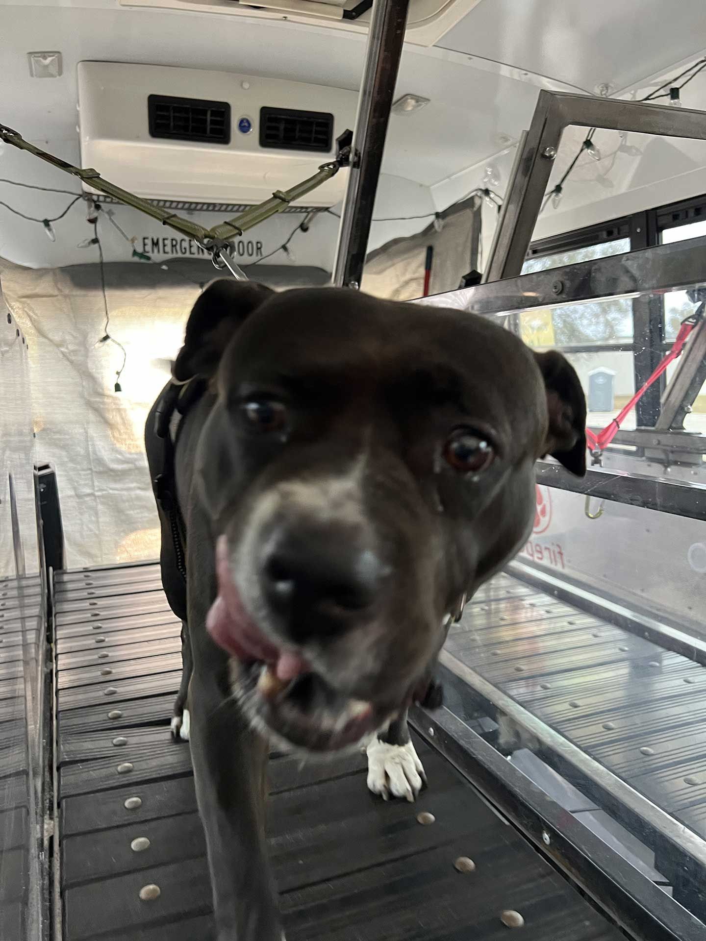 dog running on treadmill 12