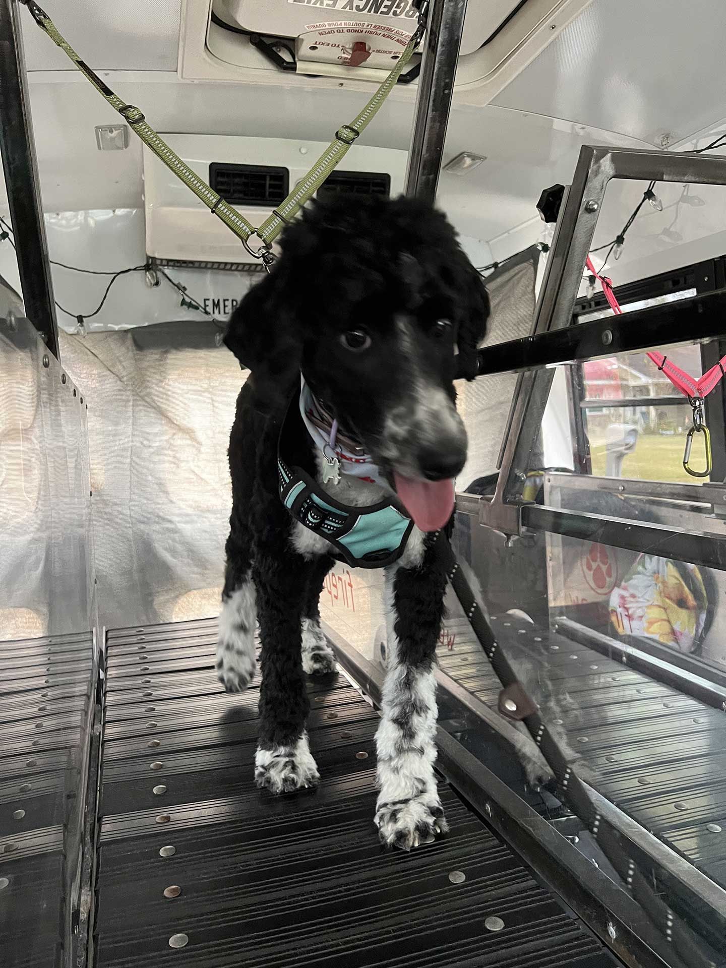 dog running on treadmill 5