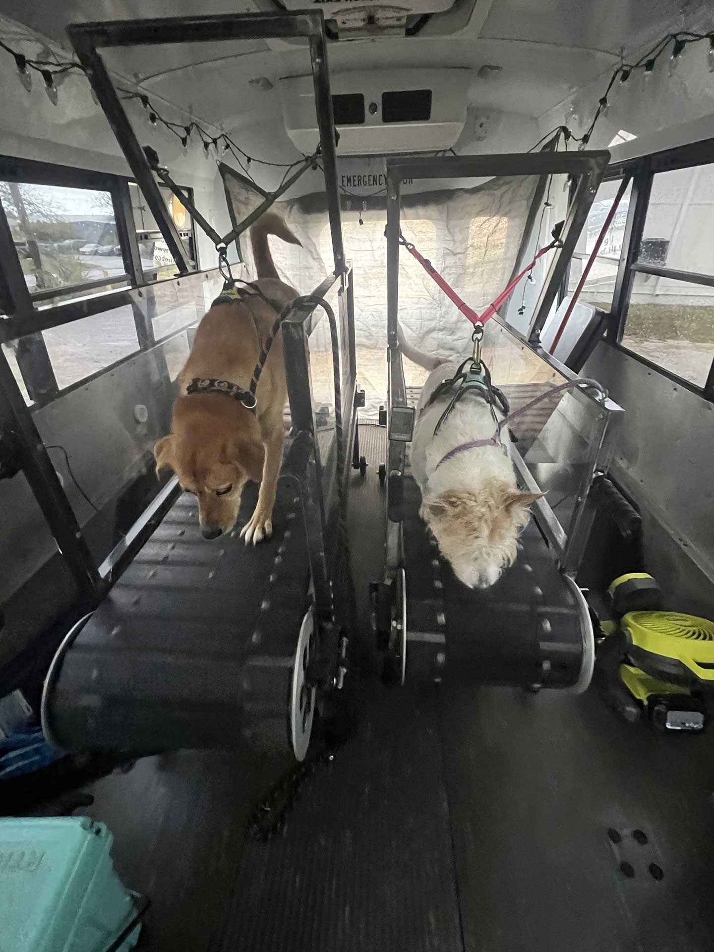 dog running on treadmill 6