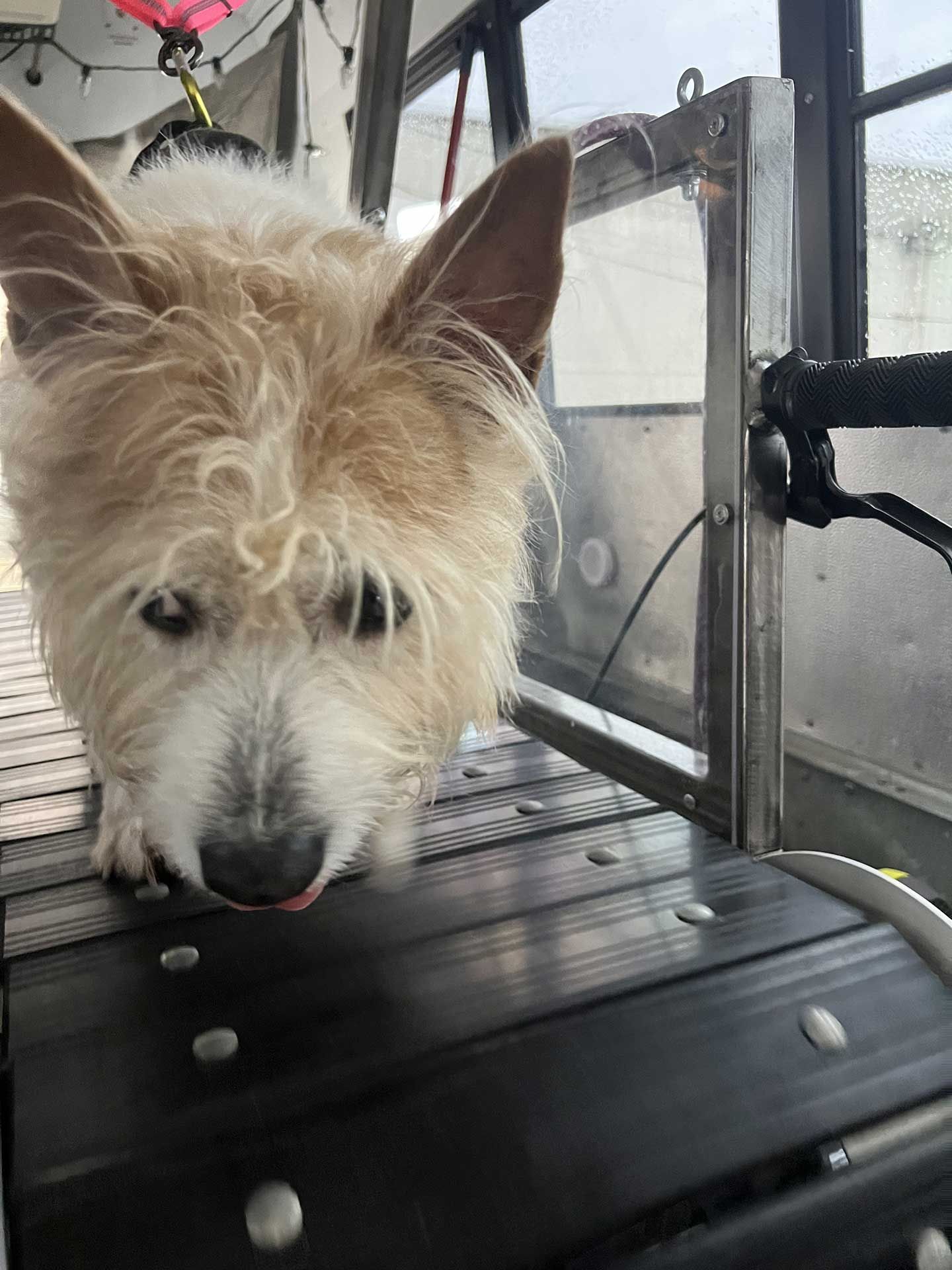 dog running on treadmill 7