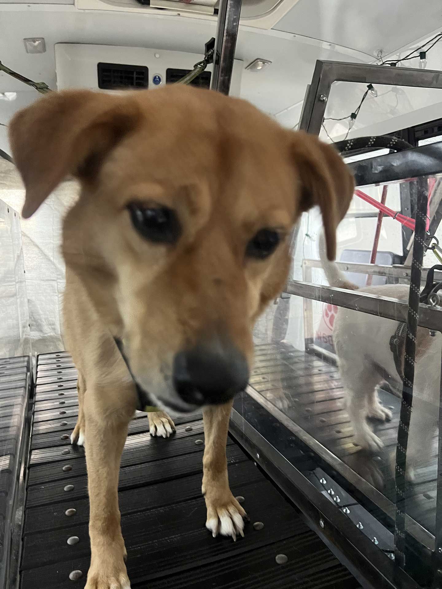 dog running on treadmill 8