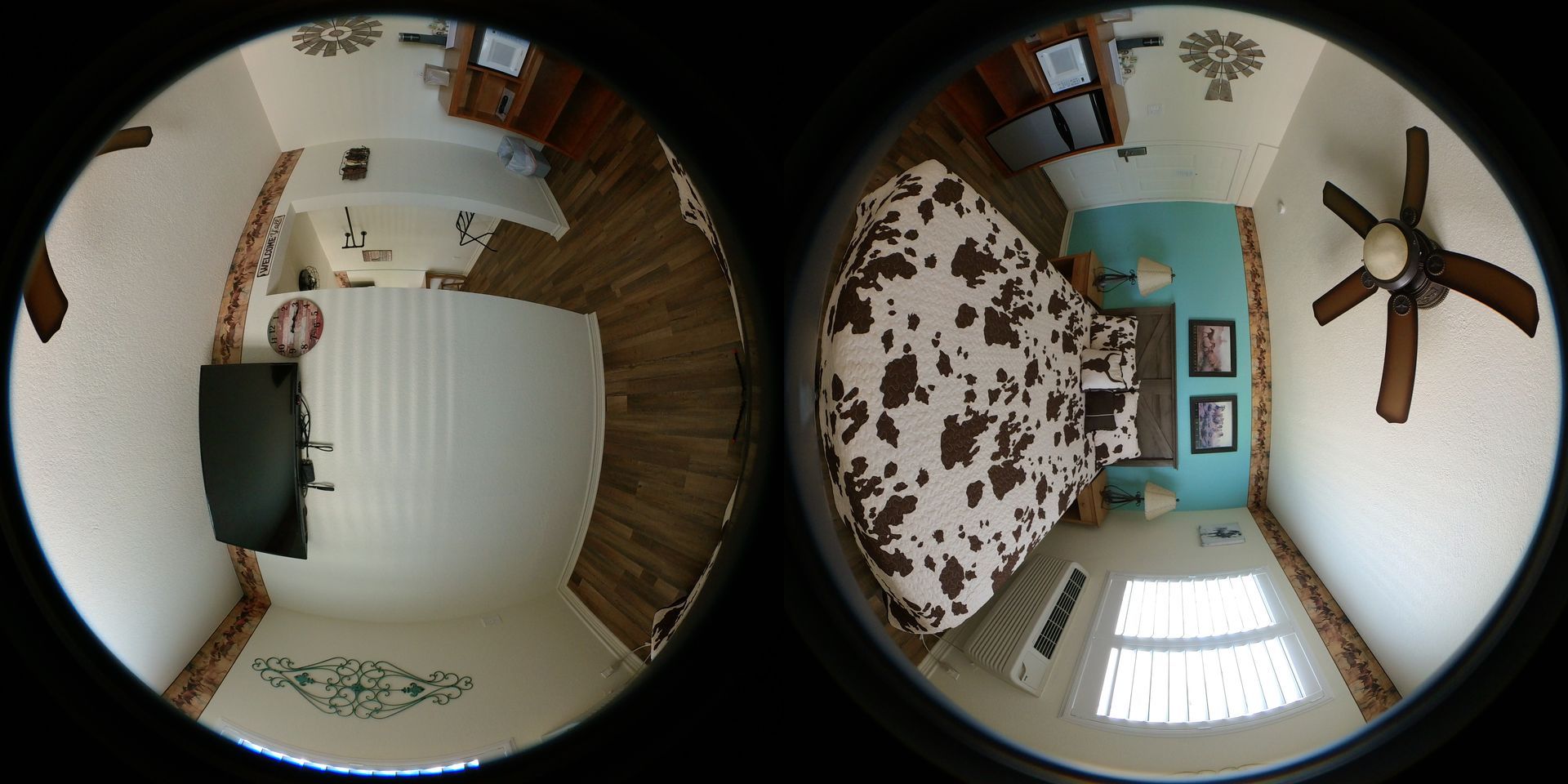 A room with a brown and white cow-print bedspread, turquoise headboard wall, and a ceiling fan.