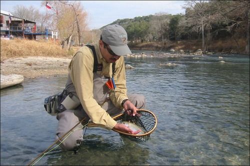 Man in waders kneeling in river, releasing a fish back into the water.